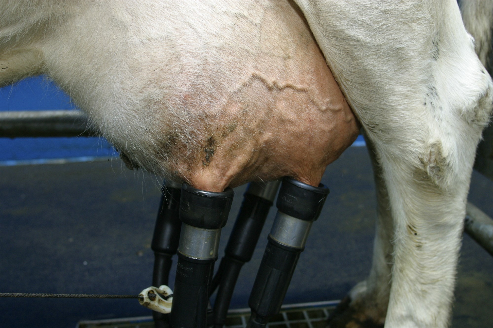 Áhrif umhverfis á útskilnað niturs í kúamjólk