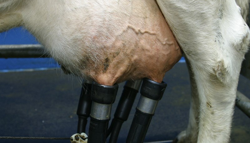 Áhrif umhverfis á útskilnað niturs í kúamjólk