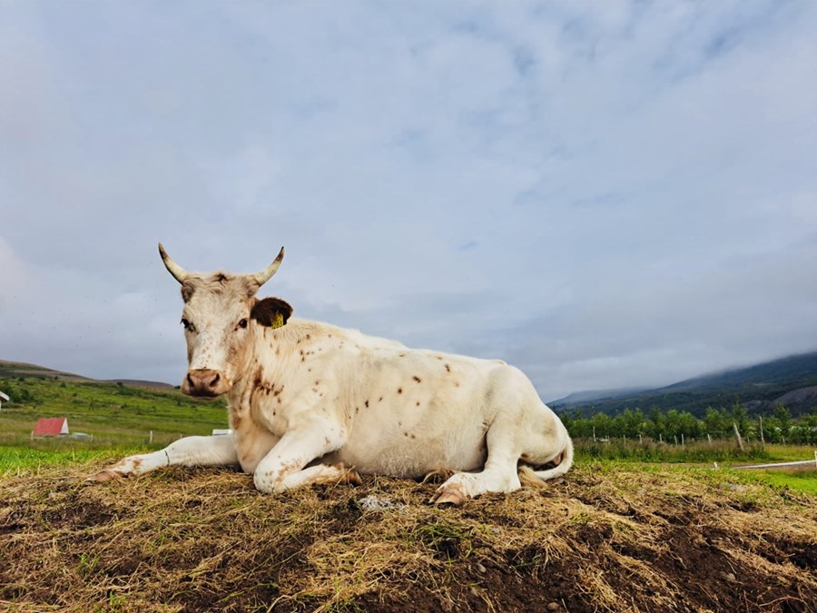 Verðlaunakýrin, Særós, sem þykir fegurst allra kúa á Íslandi. Eins og sjá má er hún hyrnd og mjög falleg á litinn. 