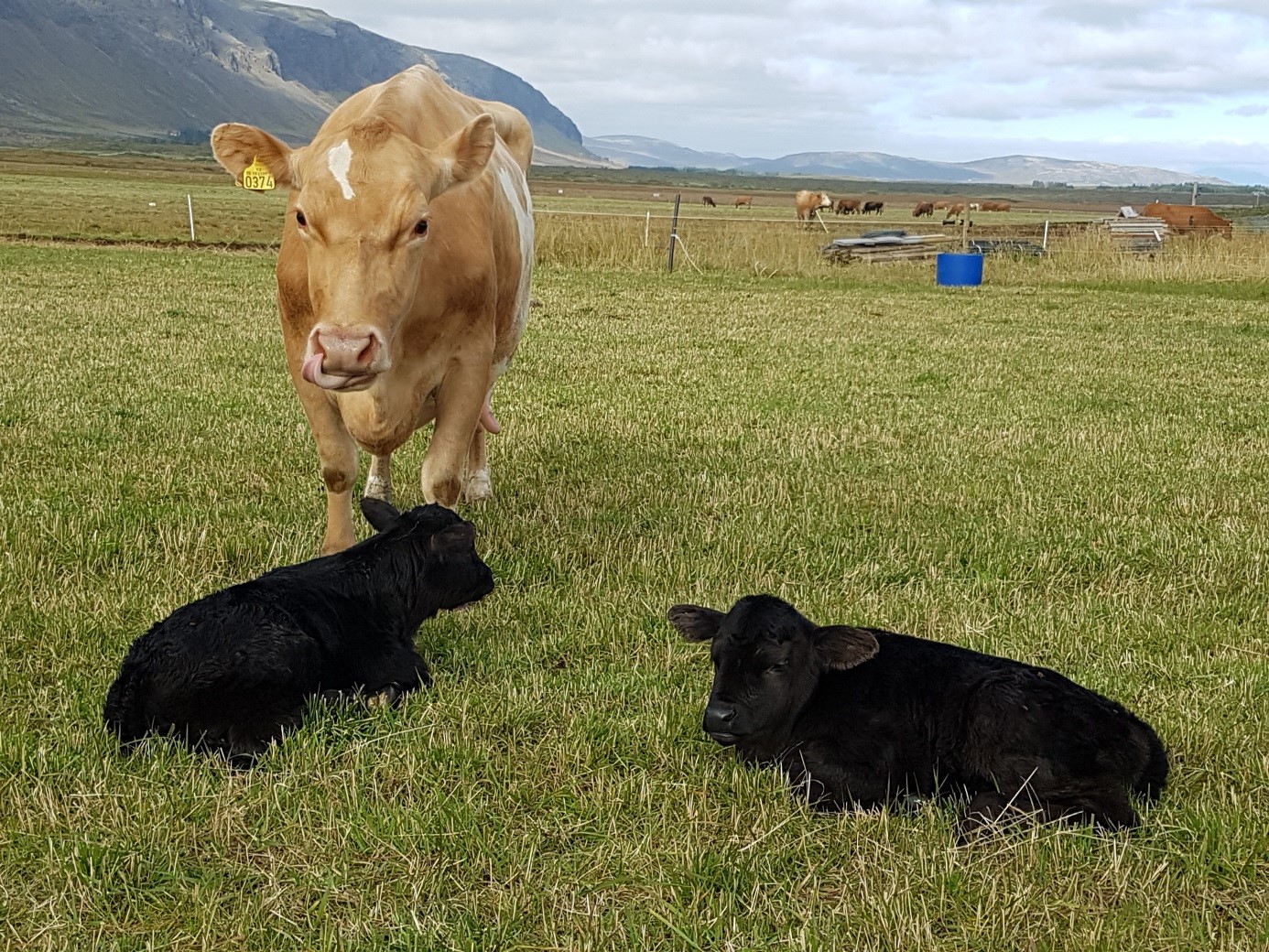 Tólf Angus kálfar fæddir á Stóra-Ármóti í einangrunarstöð NautÍs