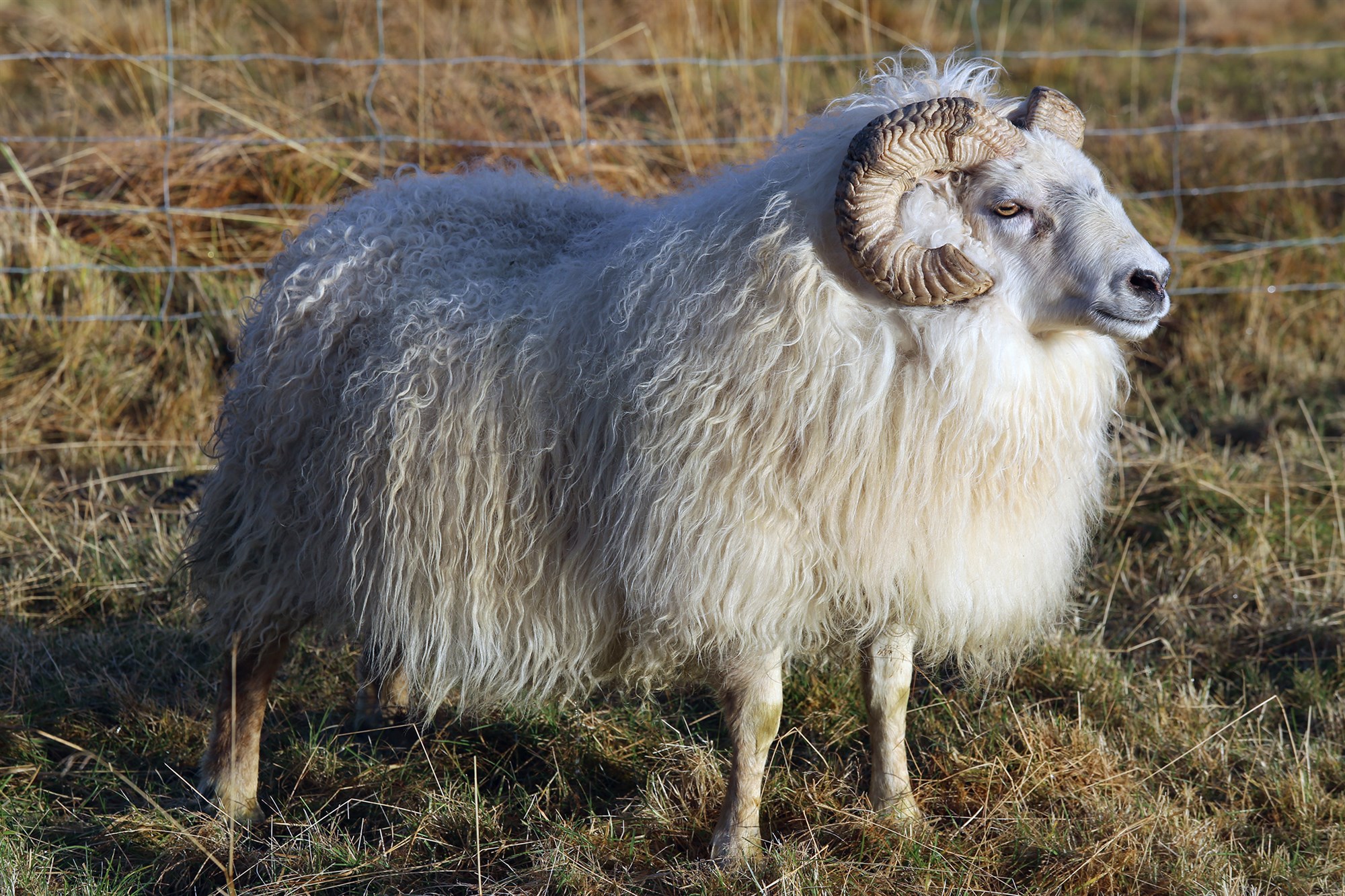 Stórátak í riðuarfgerðagreiningum