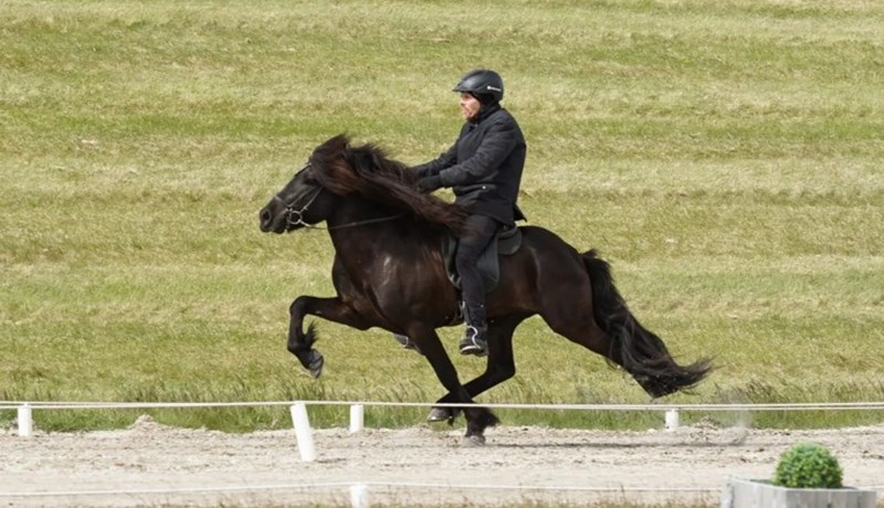 Hæstu kynbótahross ársins 2025