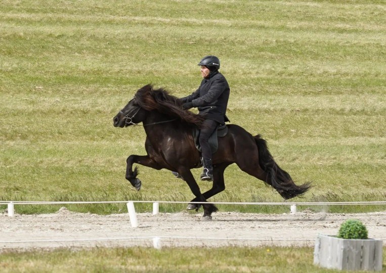 Dalvar frá Efsta-Seli stóð efstur í fimm vetra flokki stóðhesta og hlaut hæstu aðaleinkunn ársins.