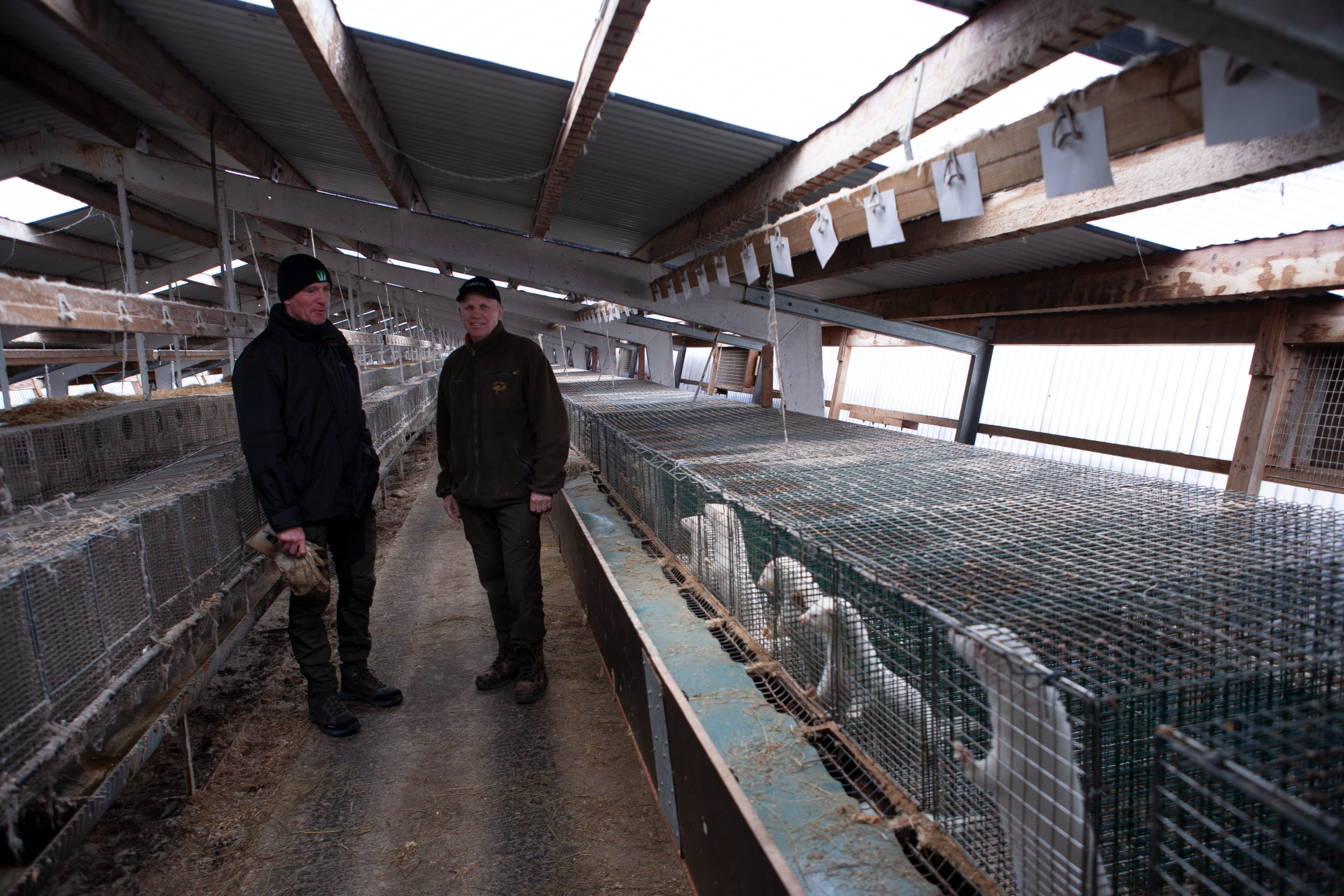 Vilja íslenskan mink á fæti