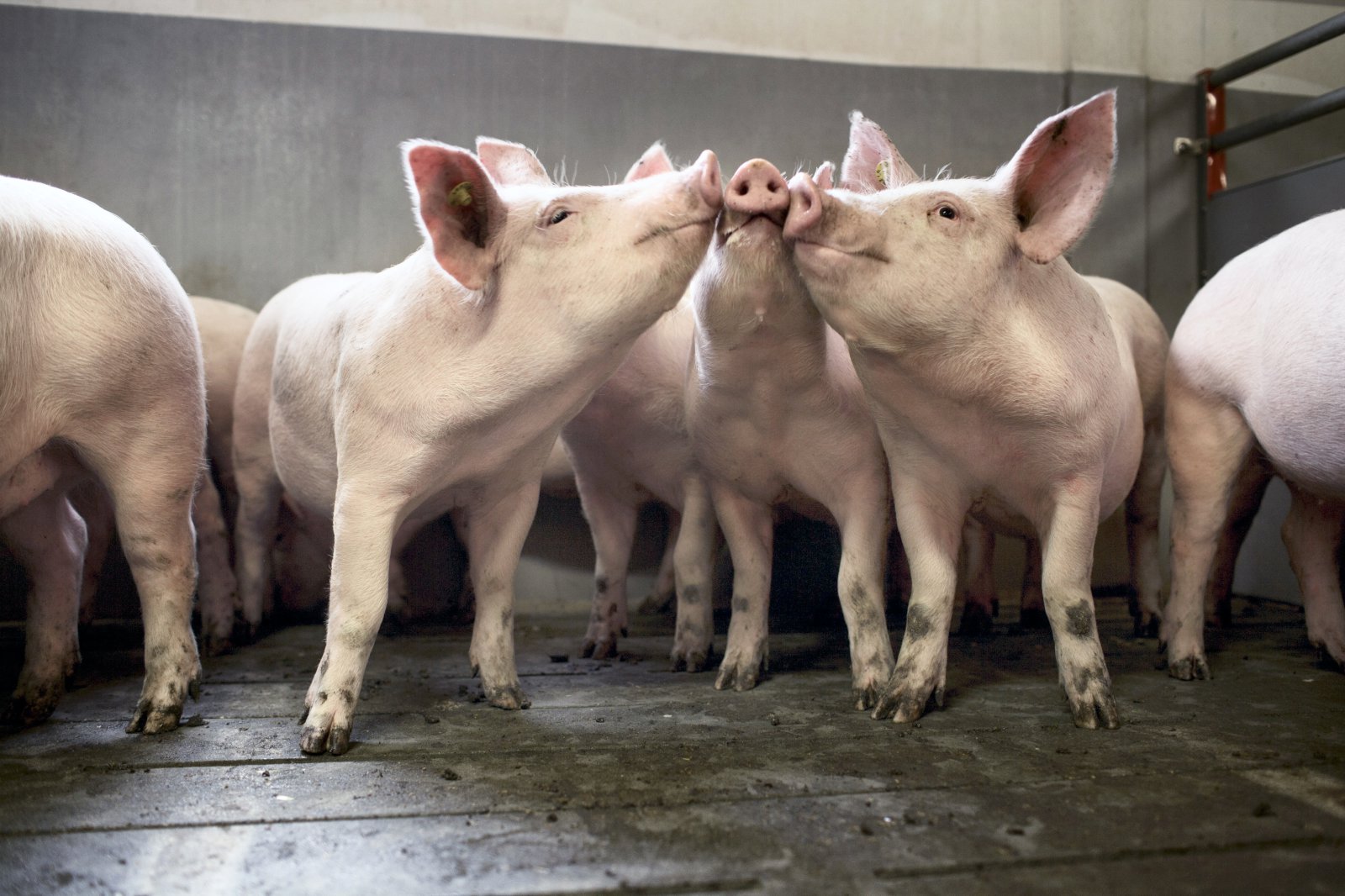 MRSA-bakteríur greinast í svínakjöti í verslunum Asda og Sainburys