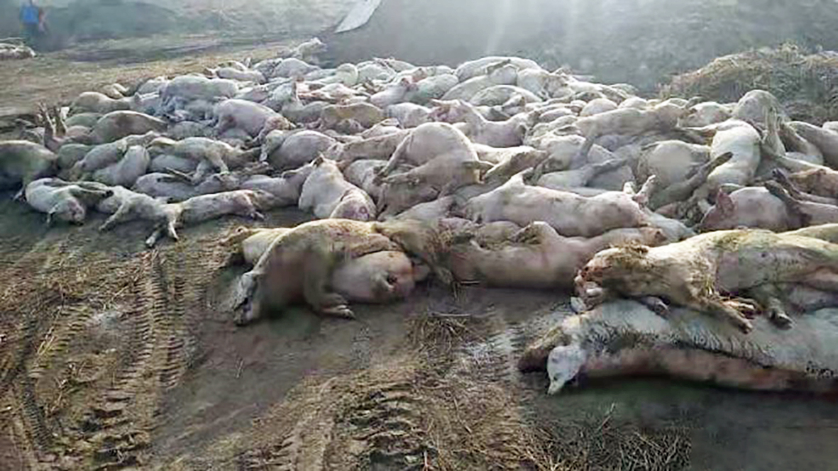 Svínastofn Kínverjar skorin niður um þriðjung vegna svínapestar