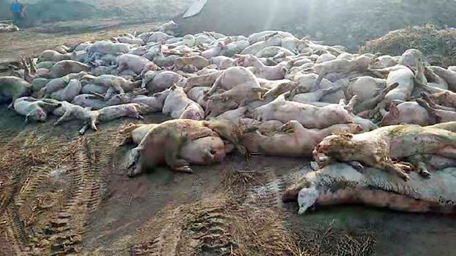 Dauð svín á svínabúi í Hebei héraði.