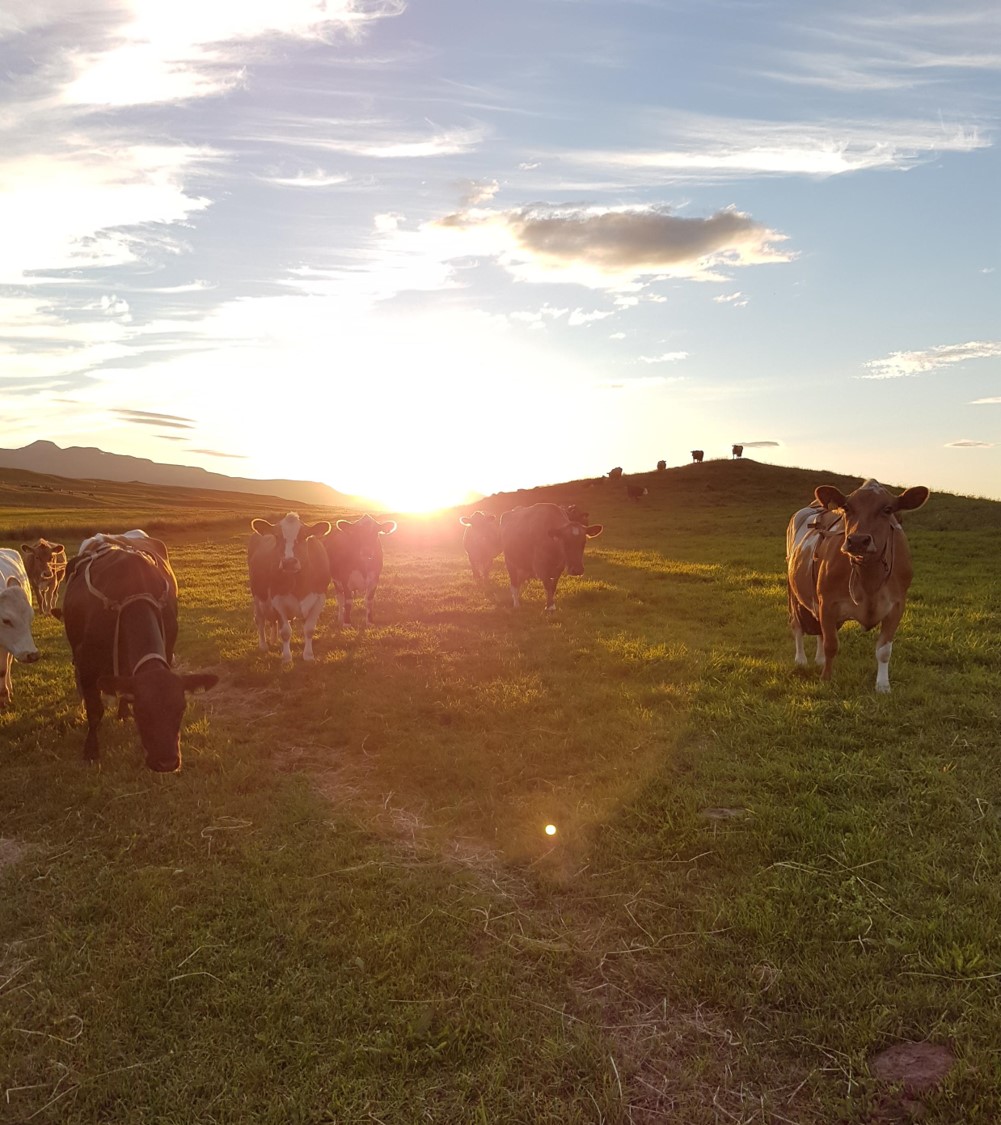 Íslenskur landbúnaður grunnstoð fæðuöryggis