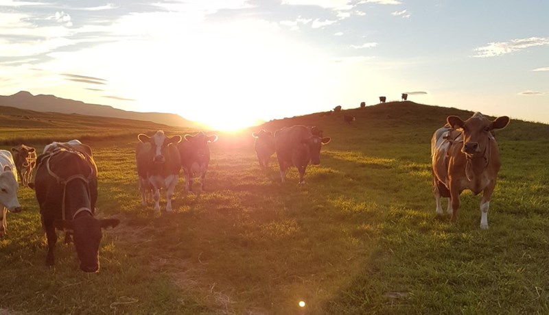 Íslenskur landbúnaður grunnstoð fæðuöryggis