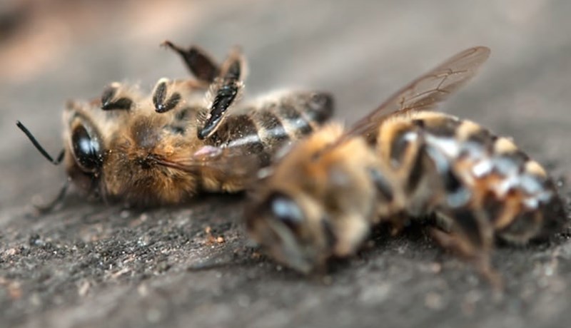 Skordýraútrýming heimsins áhyggjuefni