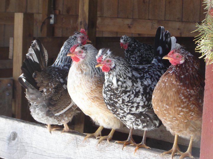 Landnámshænur og ræktun þeirra