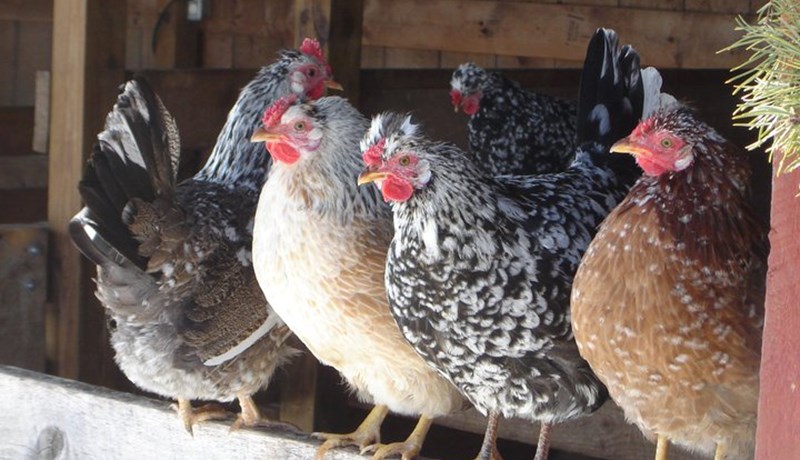 Landnámshænur og ræktun þeirra