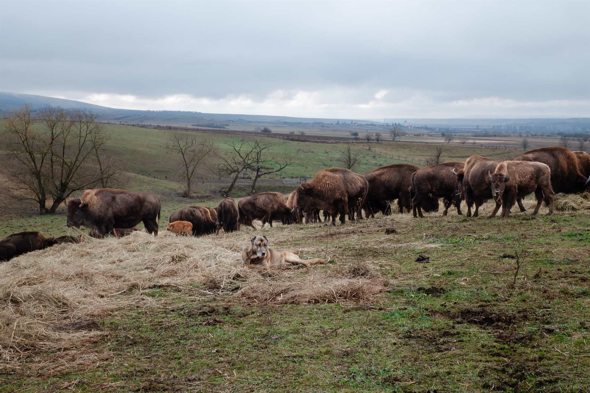 Heimsókn til Rúmeníu og fleiri fréttir af DIGI-Rangeland verkefninu