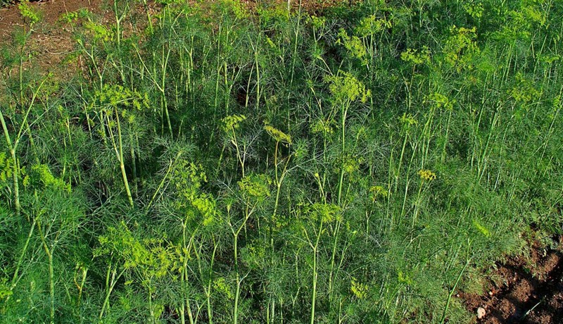 Hin misvinsæla Sveipjurtaætt – önnur grein