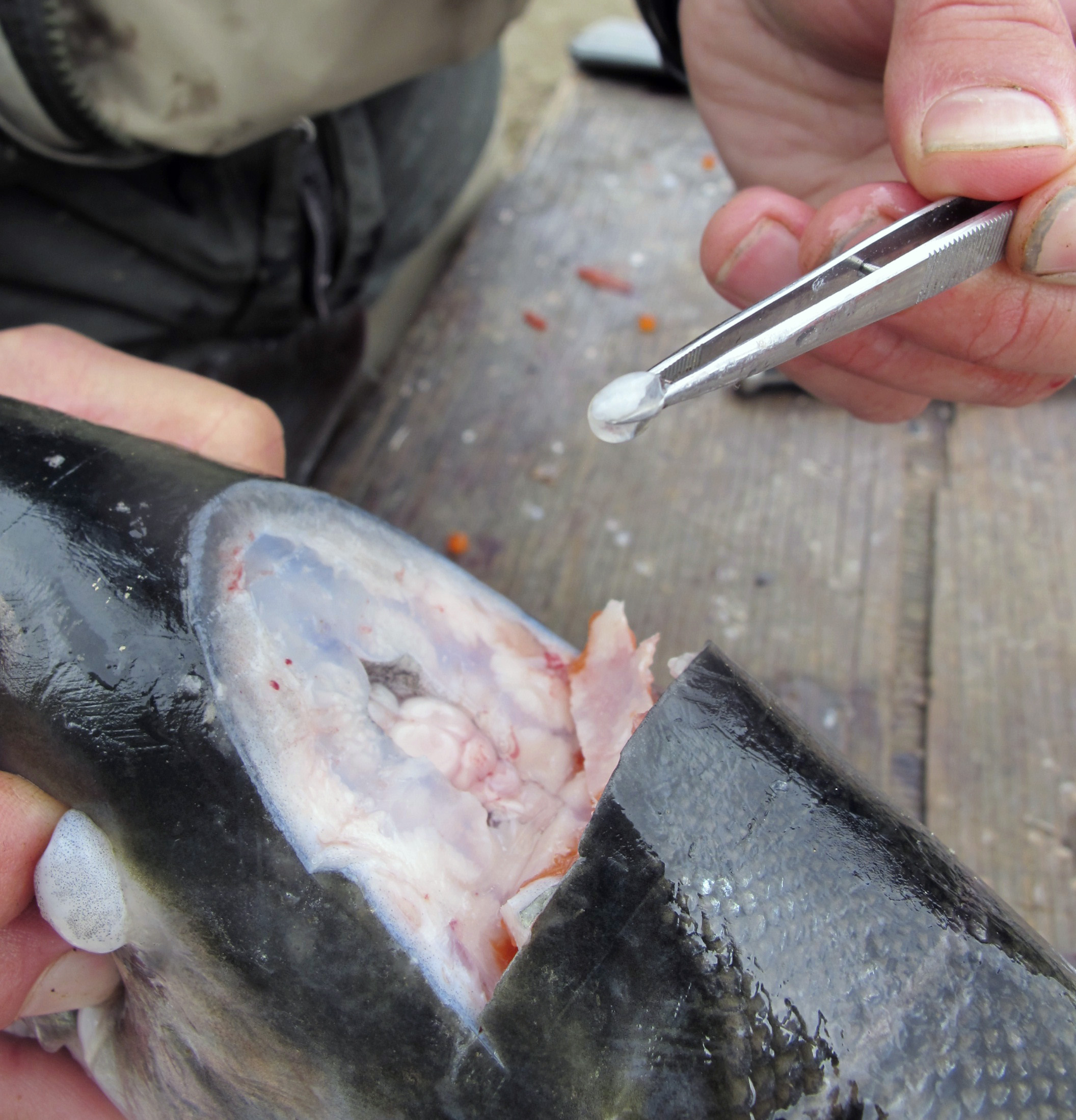 Heyrnarlausir eldisfiskar