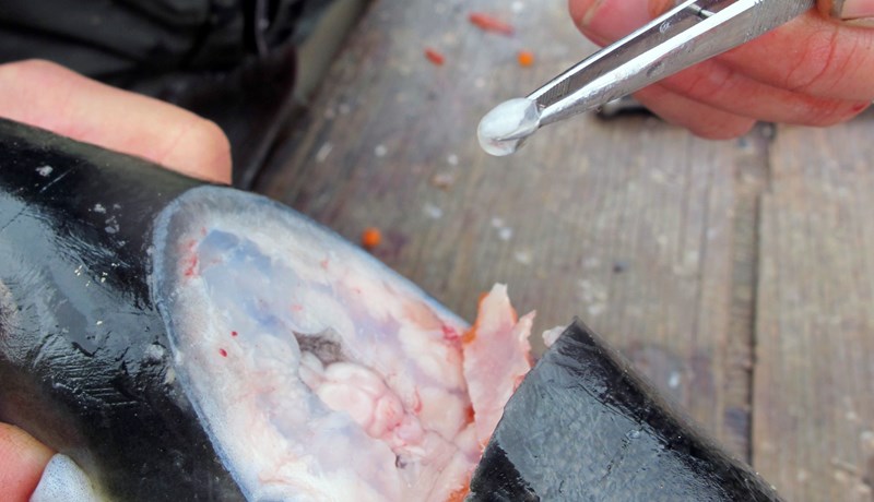 Heyrnarlausir eldisfiskar