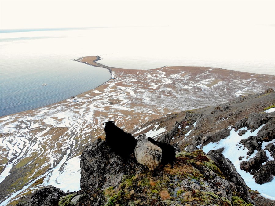 Kindur og lömb við Siglunes í Siglufirði