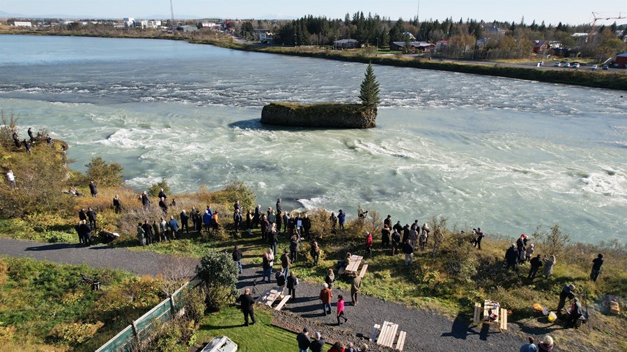Sitkagrenið í Jórukletti blasir við íbúum á Selfossi og vegfarendum sem fara um Ölfusárbrú.