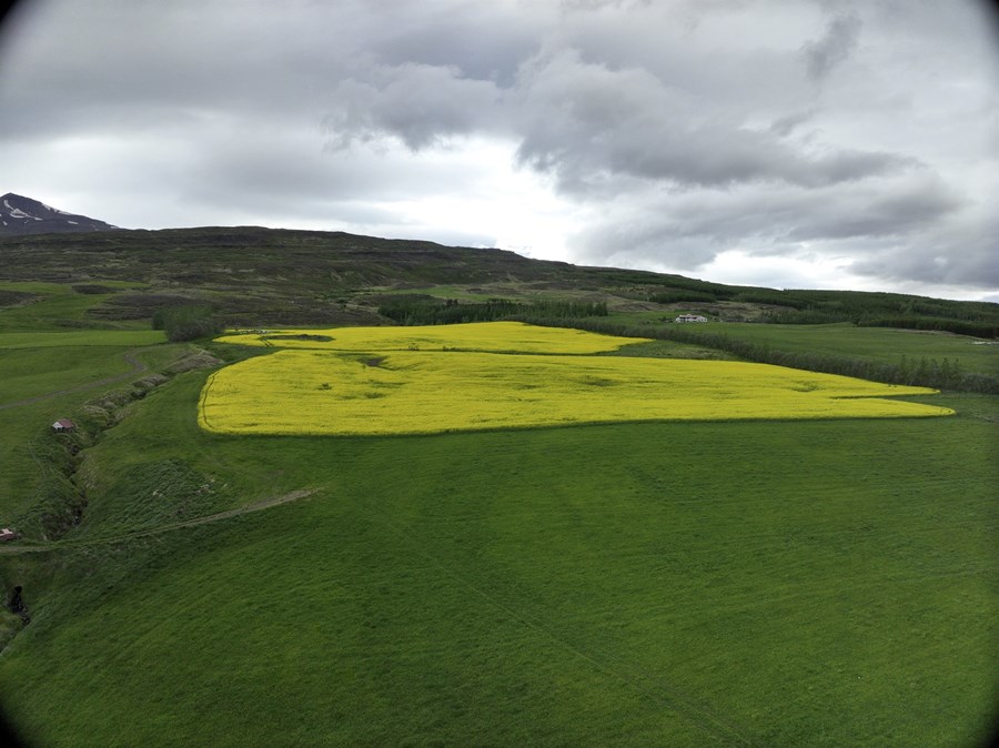 Nepjuakurinn á Ytra Gili, sem er nágrannabær Hermanns Inga Gunnarssonar á Klauf.
