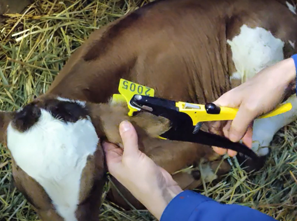 DNA-sýnataka úr kvígum vegna erfðamengisúrvals