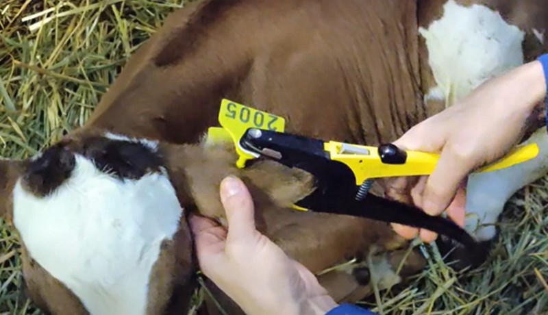 DNA-sýnataka úr kvígum vegna erfðamengisúrvals