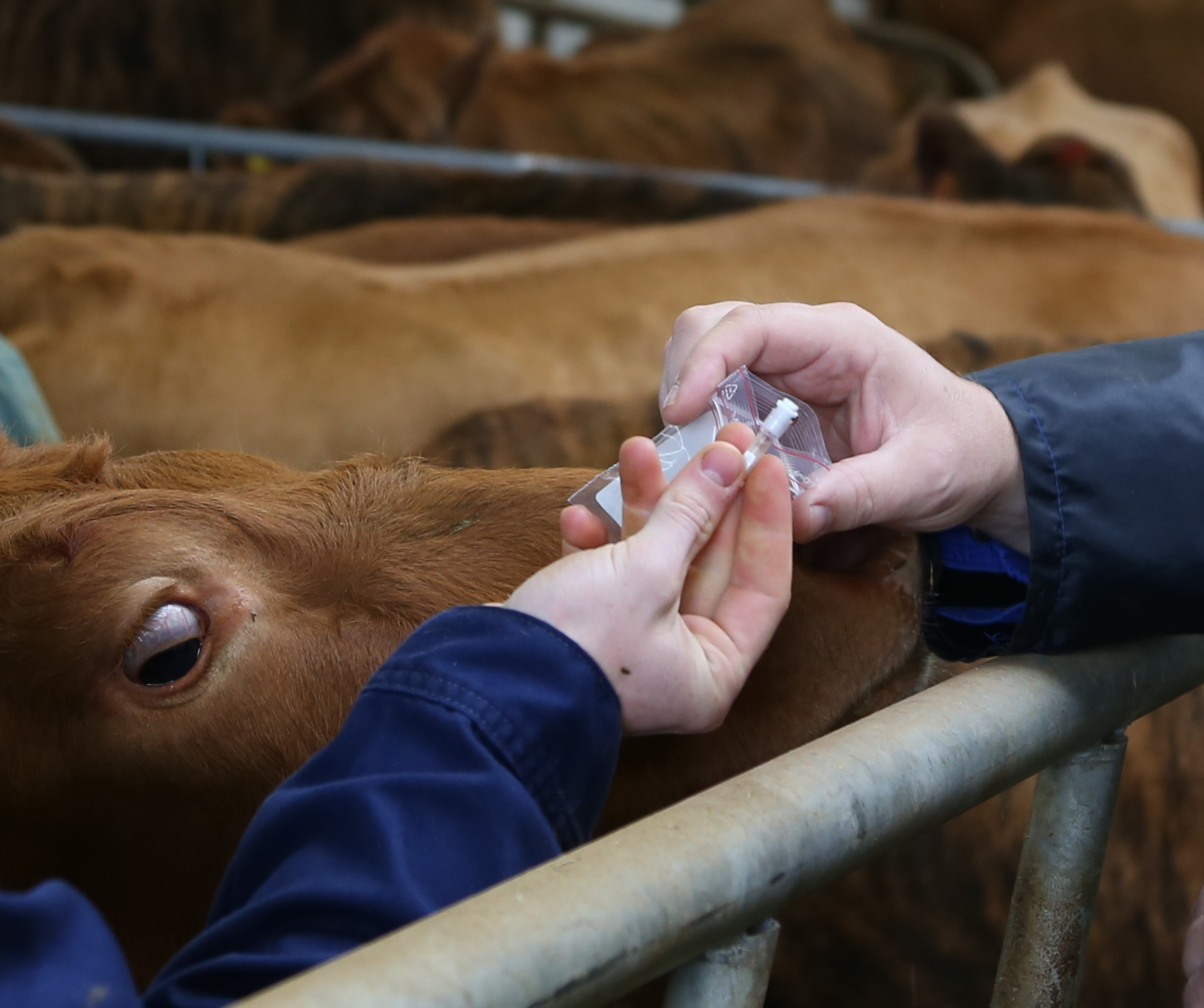 Ætternisleiðréttingar á grunni arfgerðargreininga