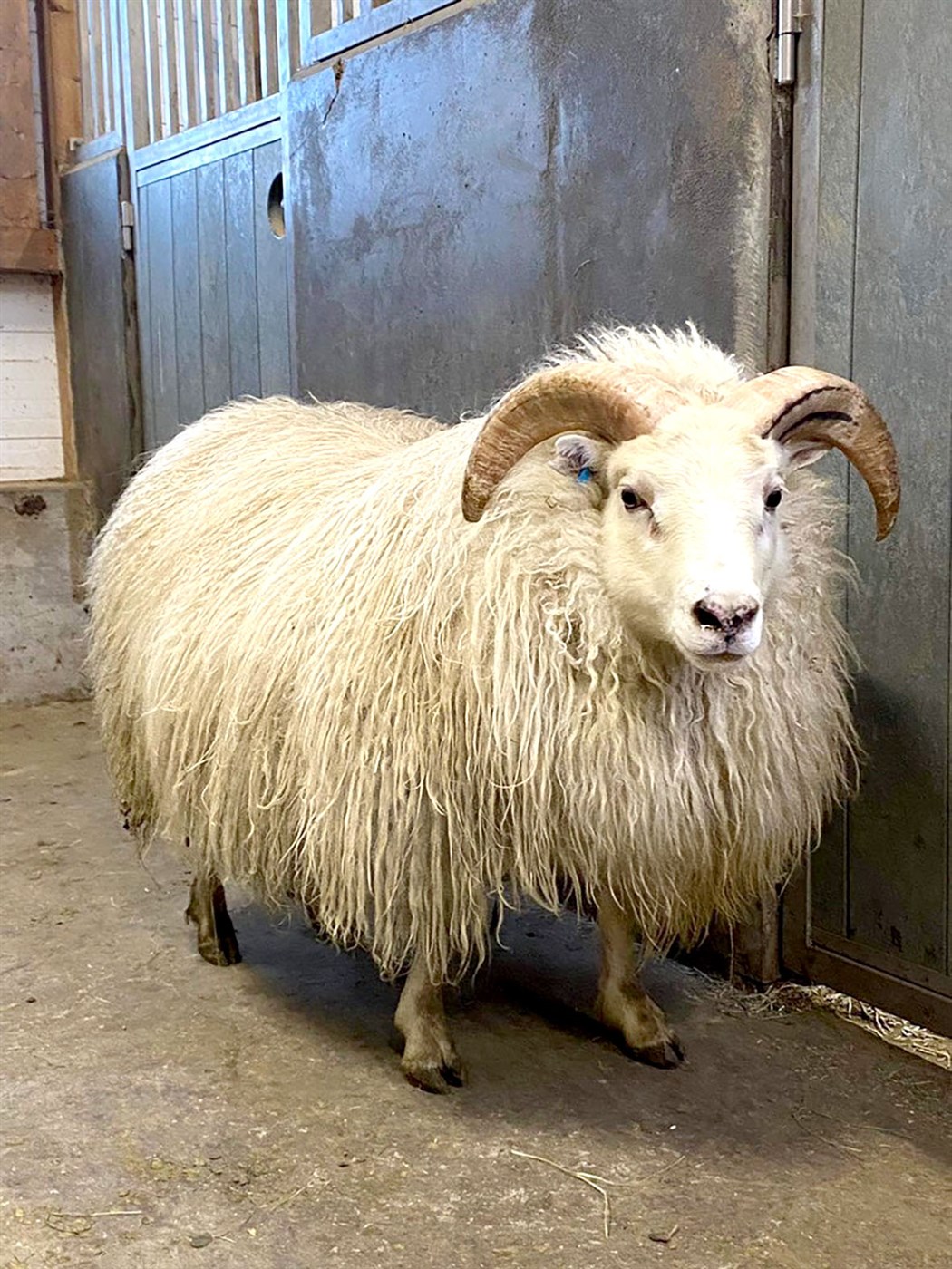 Um niðurstöður lambadóma haustið 2022