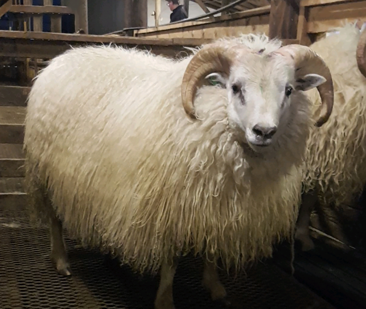 Lömbin væn en fitulítil