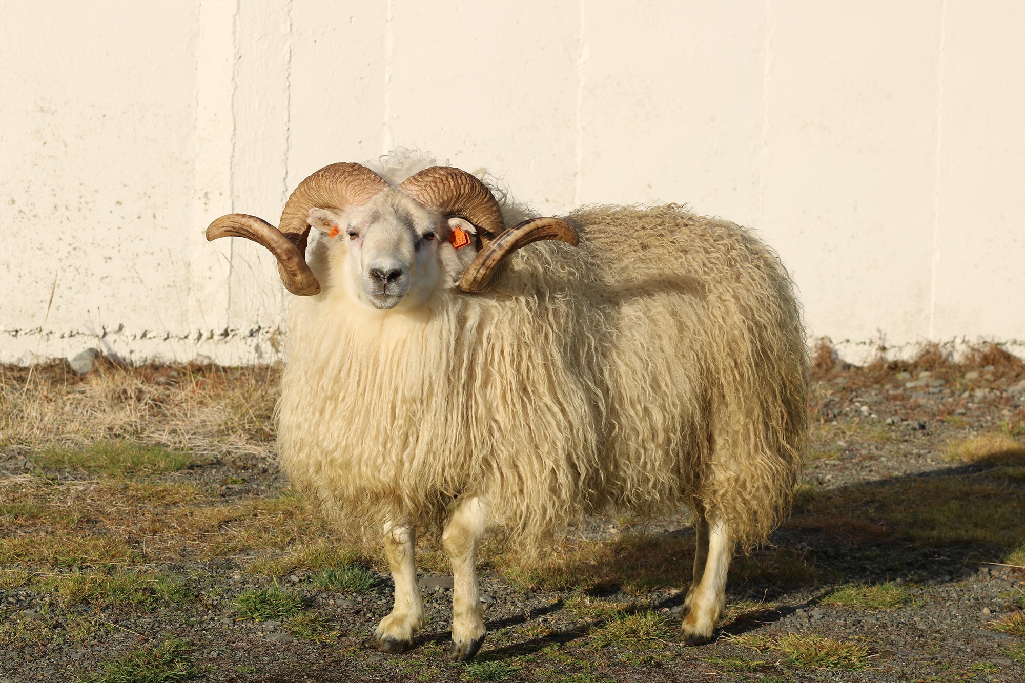 Amor og Drangi bestu kynbótahrútarnir 