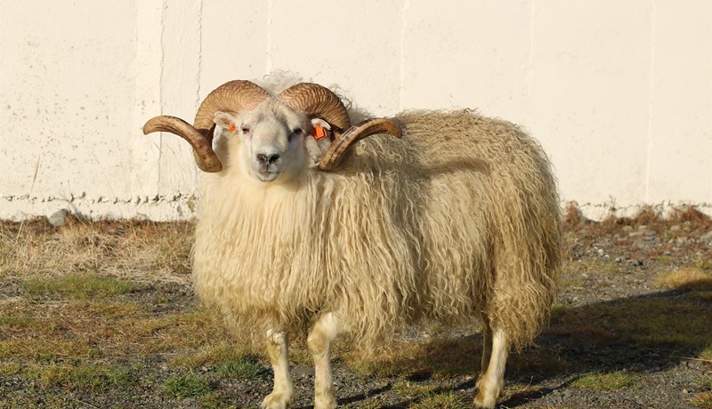 Amor og Drangi bestu kynbótahrútarnir