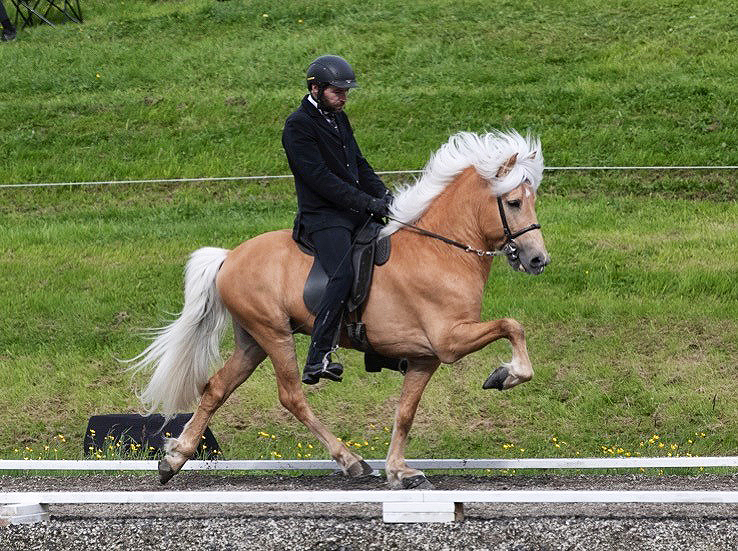 Sýningarárið 2019