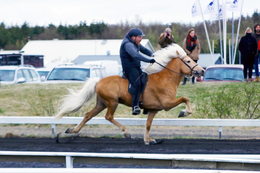 Framganga Draupnis frá Stuðlum vakti athygli. Hann hlaut m.a. einkunnina 9 fyrir skeið. Sýnandi er Daníel Jónsson.
