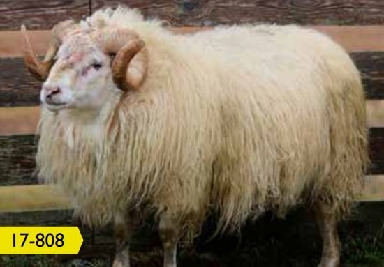 Samdráttur í sauðfjársæðingum um 40 prósent frá 2016