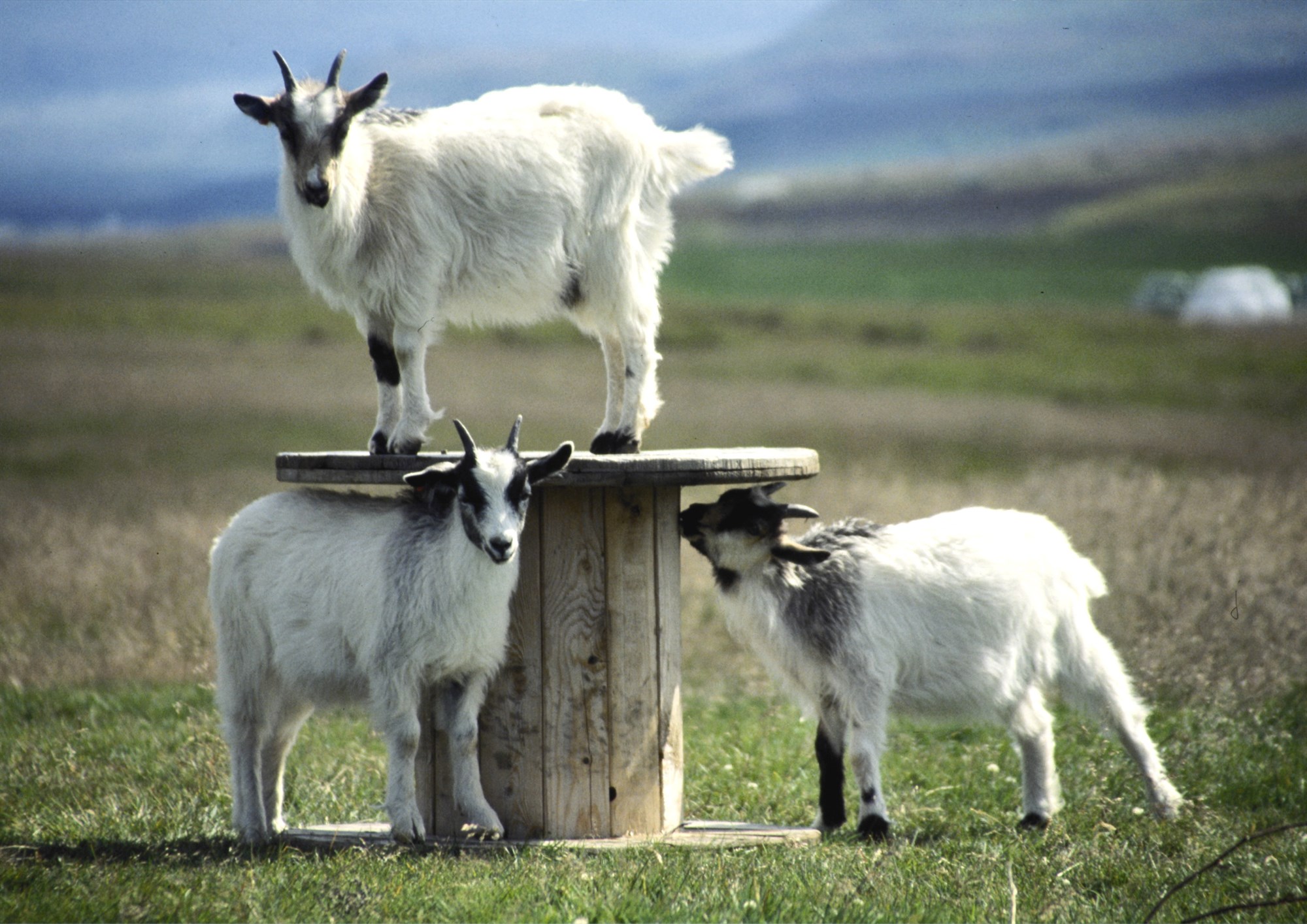 Hvernig viljum við þróa skýrsluhald í geitfjárrækt?