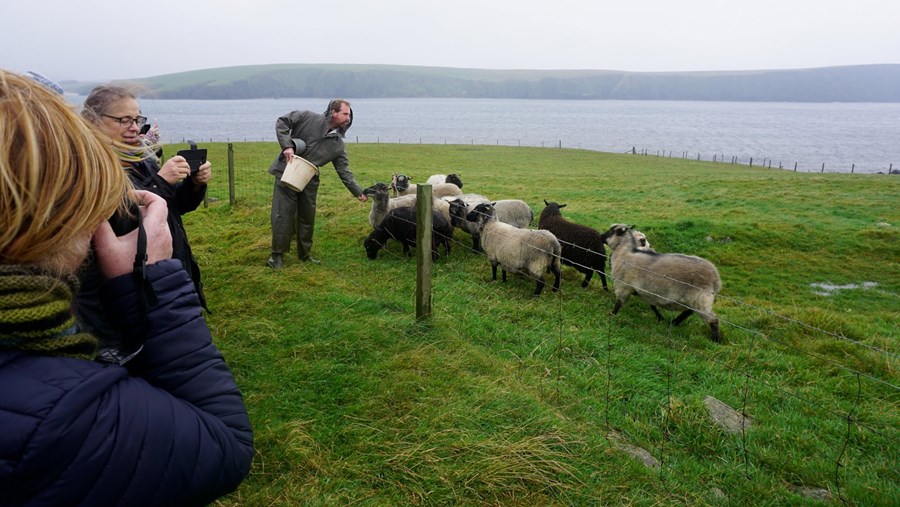 Sauðfjárbóndi á Hjaltlandseyjum að gefa kindunum sínum eitthvert góðgæti.