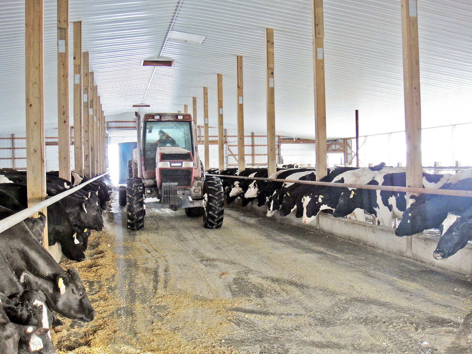 Kúabændur á Bretlandseyjum hallast í auknum mæli að verksmiðjubúskap