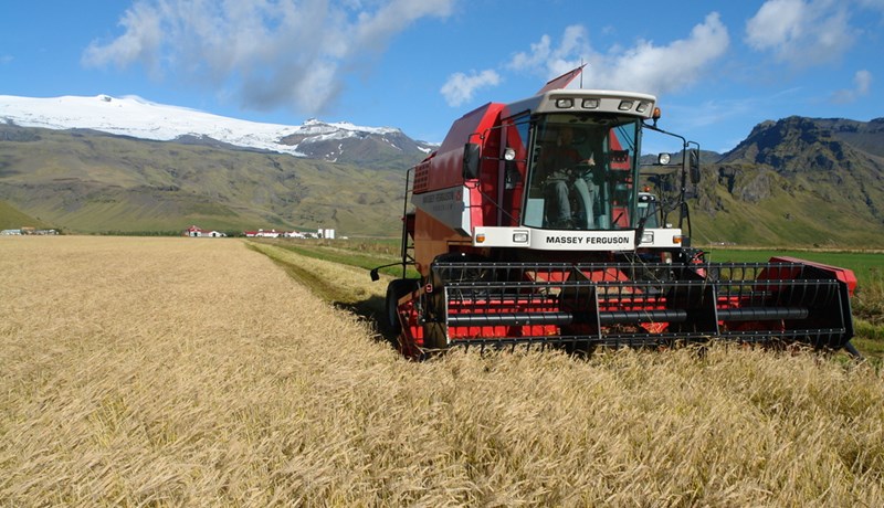 Atkvæðamestu kornræktendurnir virðast flestir ætla að halda sínu striki