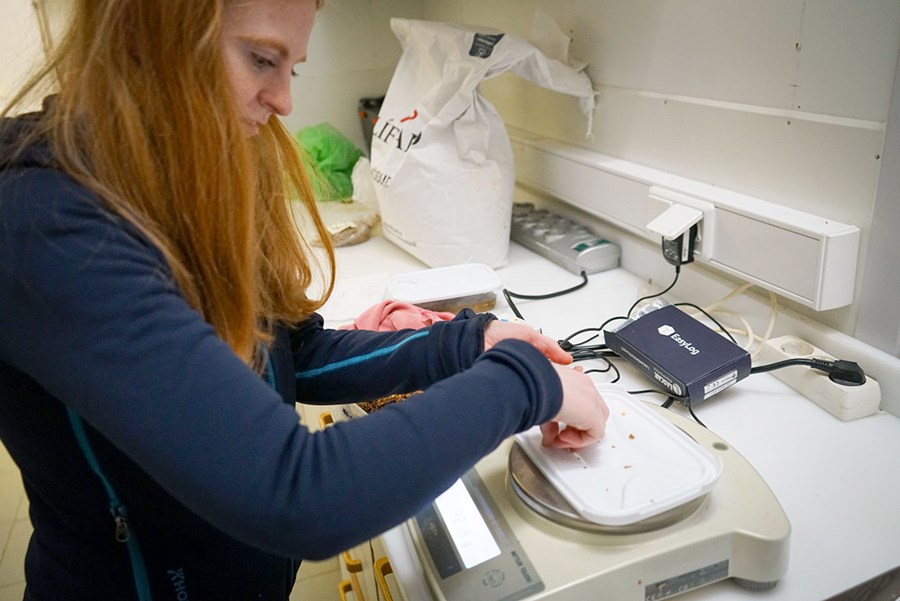 Rúna Þrastardóttir, doktorsnemi í skordýrarækt við LbhÍ, rannsakar hvernig nota megi skordýr sem fóður og fæði.