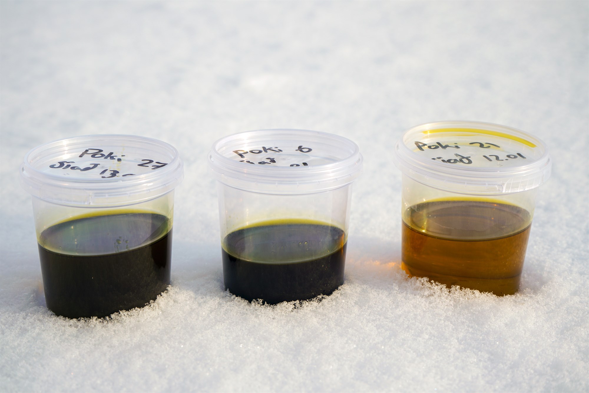 Hægt að vinna matarolíu úr íslenskri vetrarnepju