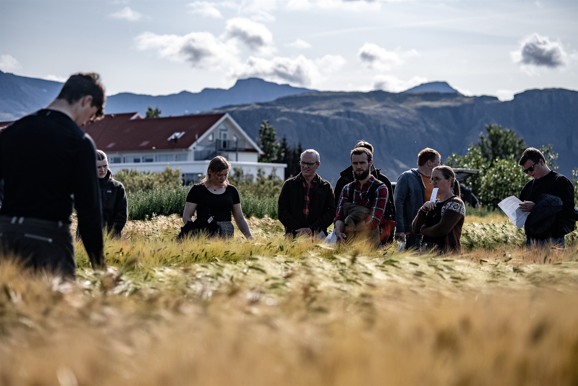 Hveititilraunir eru óplægður akur