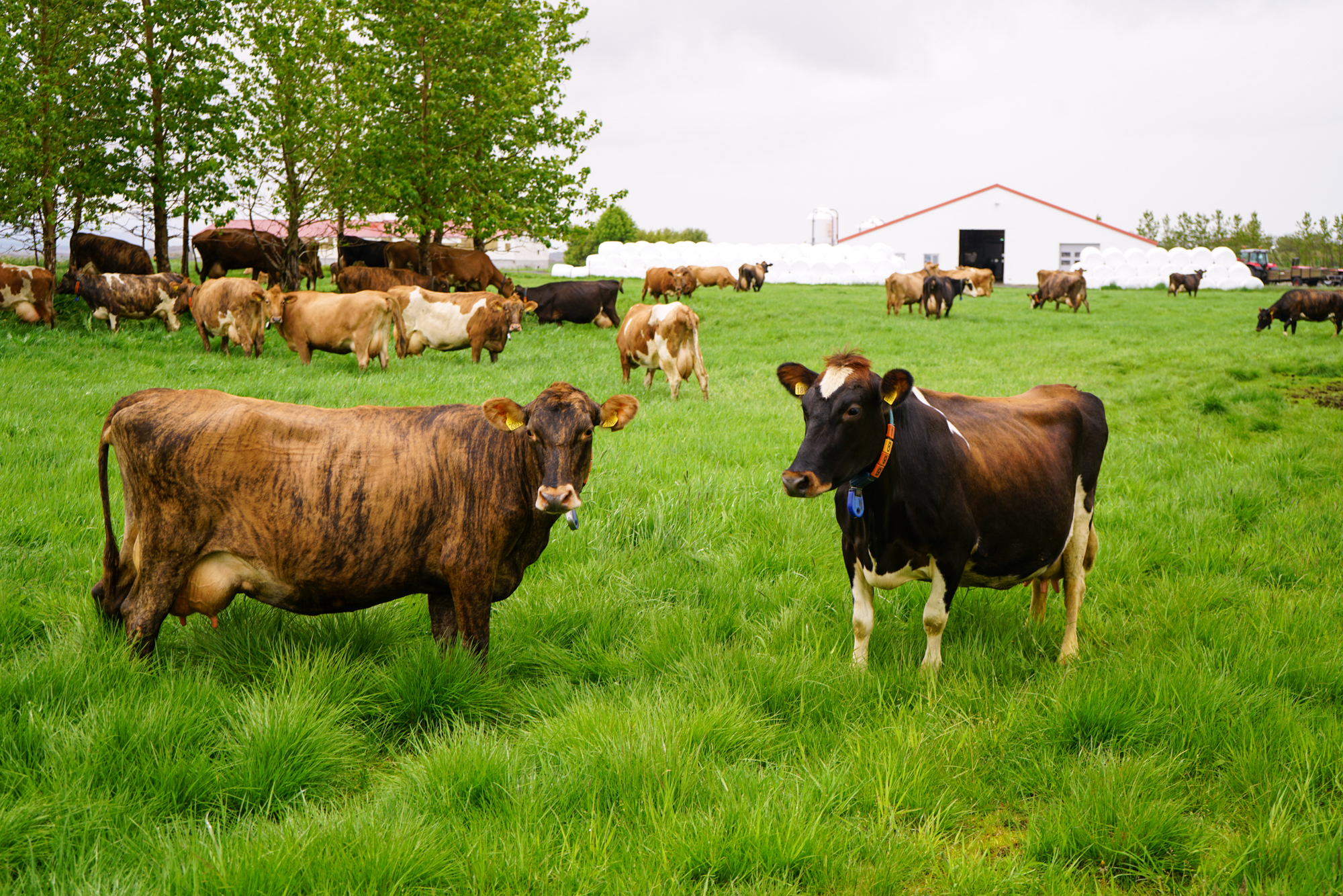 Arfgreiningar og erfðamengjakynbótamat