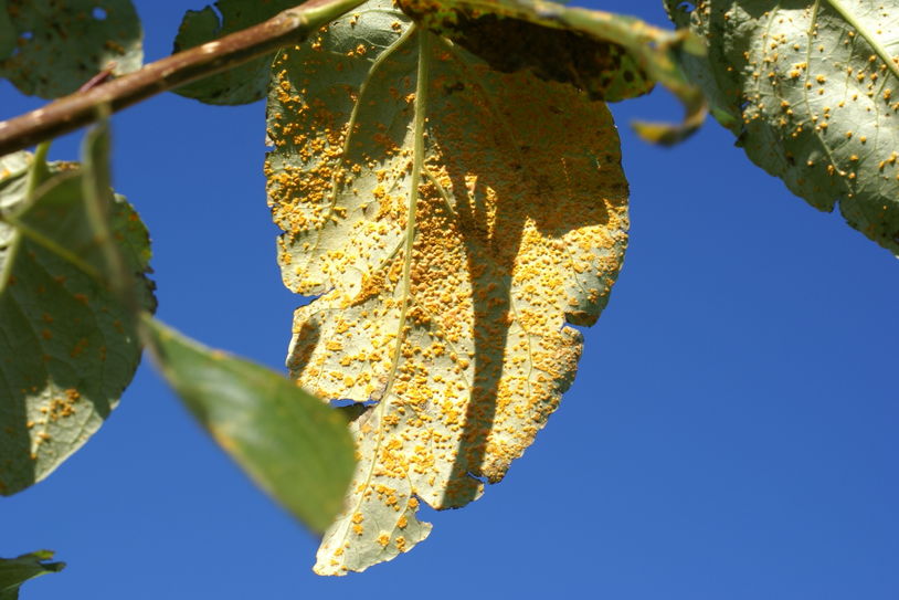 Aspir mjög „ryðgaðar“ í uppsveitum Suðurlands