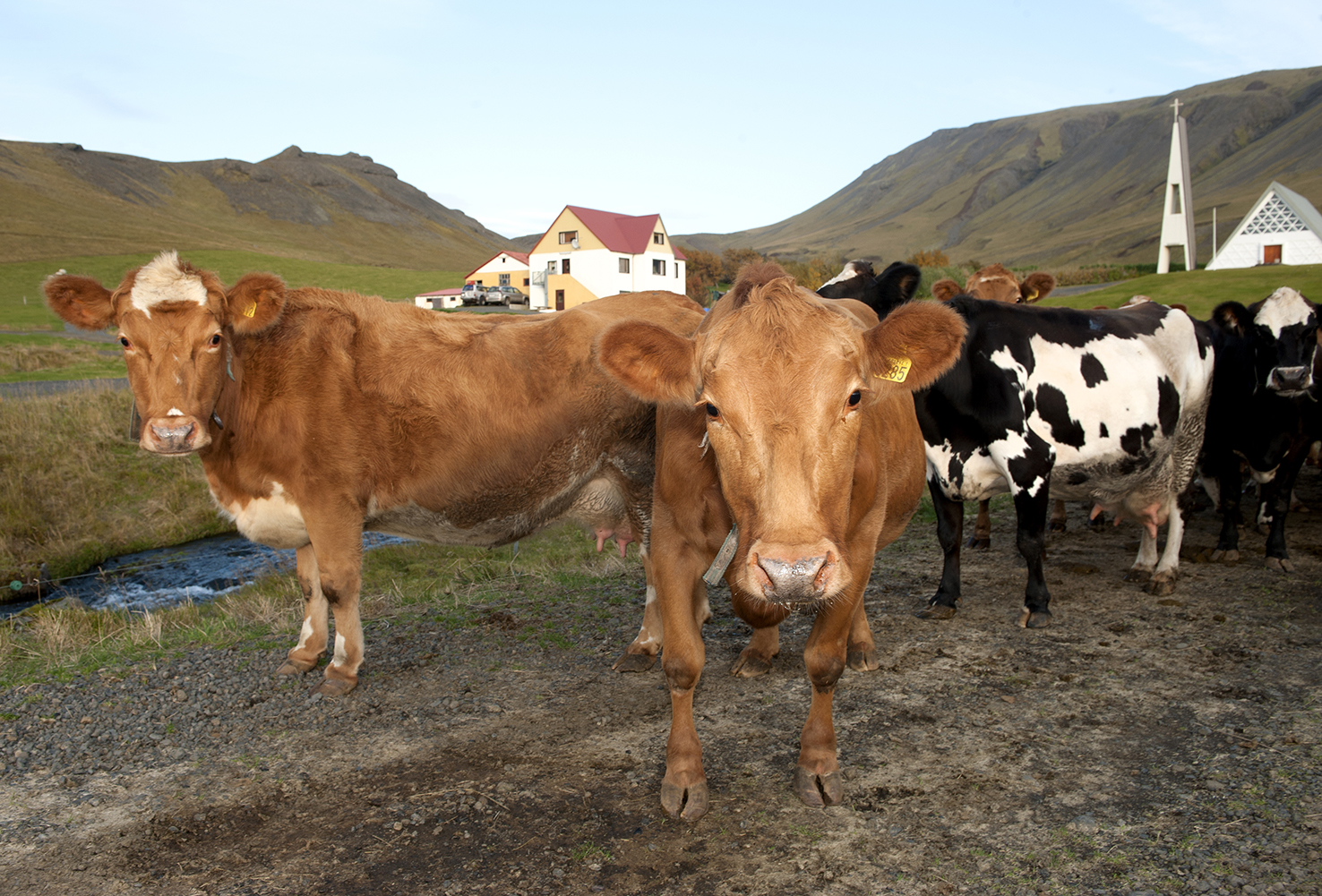 Blessuð íslenska kýrin