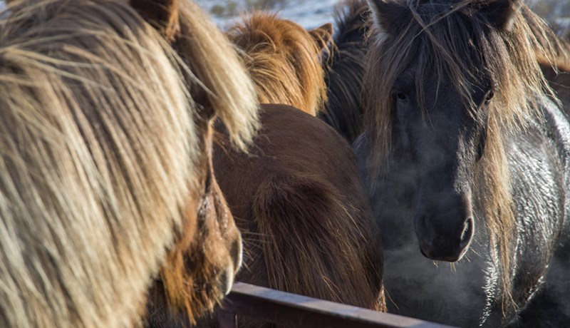 Rannsókn rifjuð upp í tilefni 40 ára afmælis