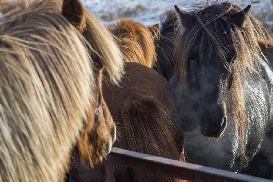 Rannsókn rifjuð upp í tilefni 40 ára afmælis
