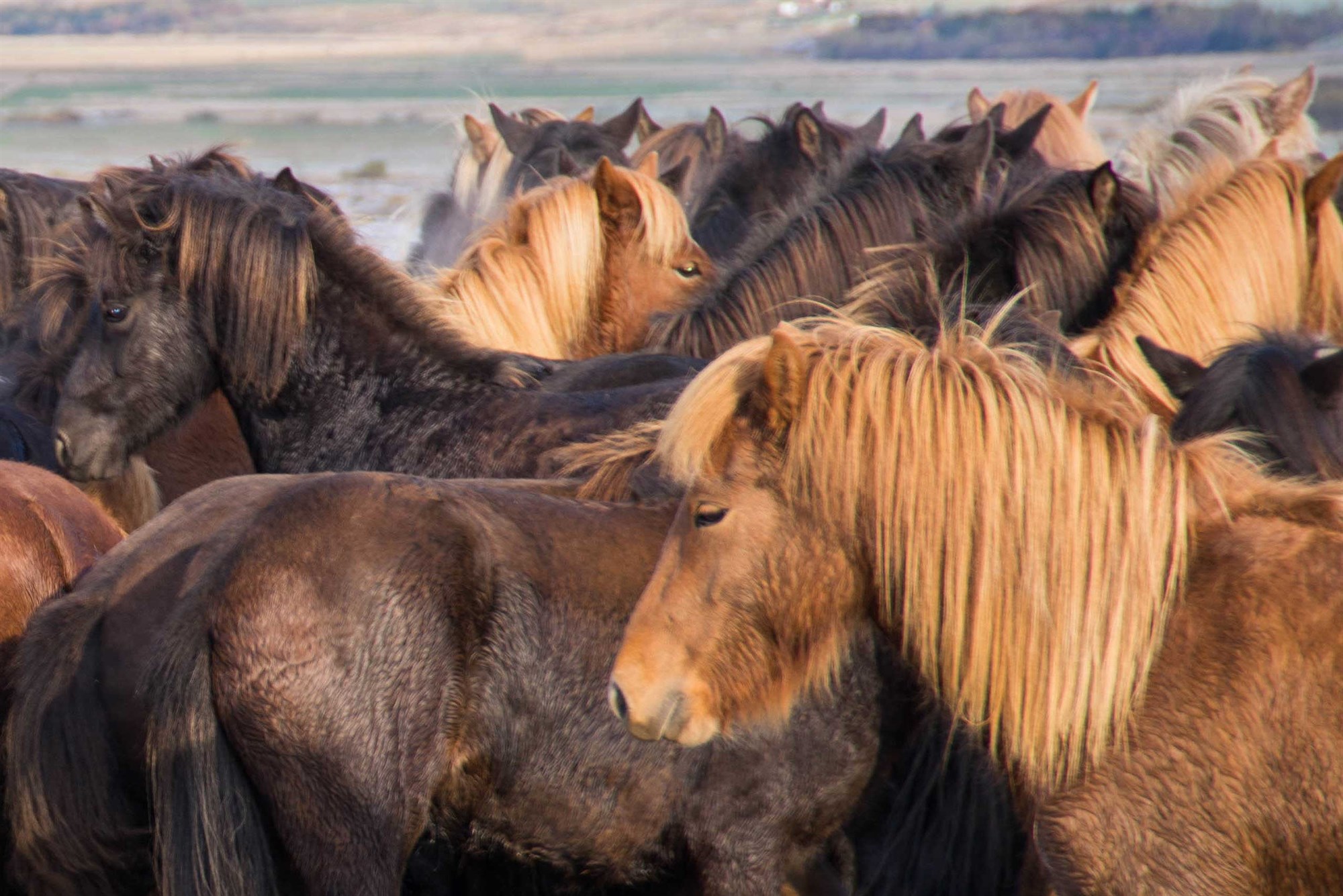 Ísteka umfangsmesti hesteigandi landsins