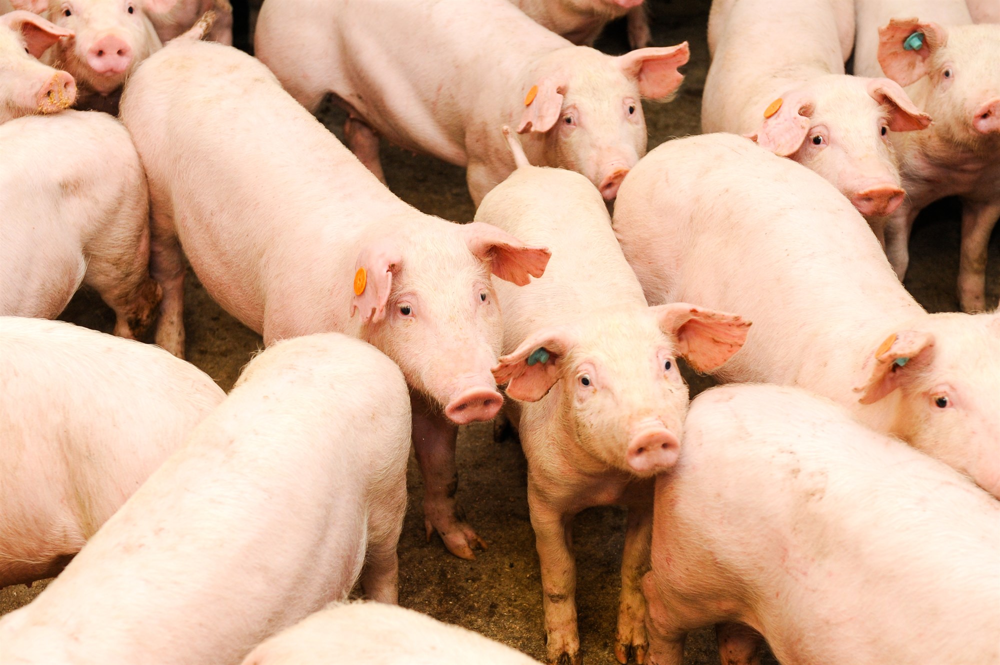 Sýklalyfjaónæmar bakteríur í íslenskum svínum