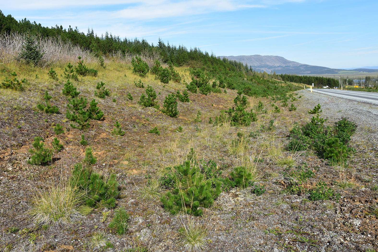 Skógrækt í viðkvæmri náttúru Íslands