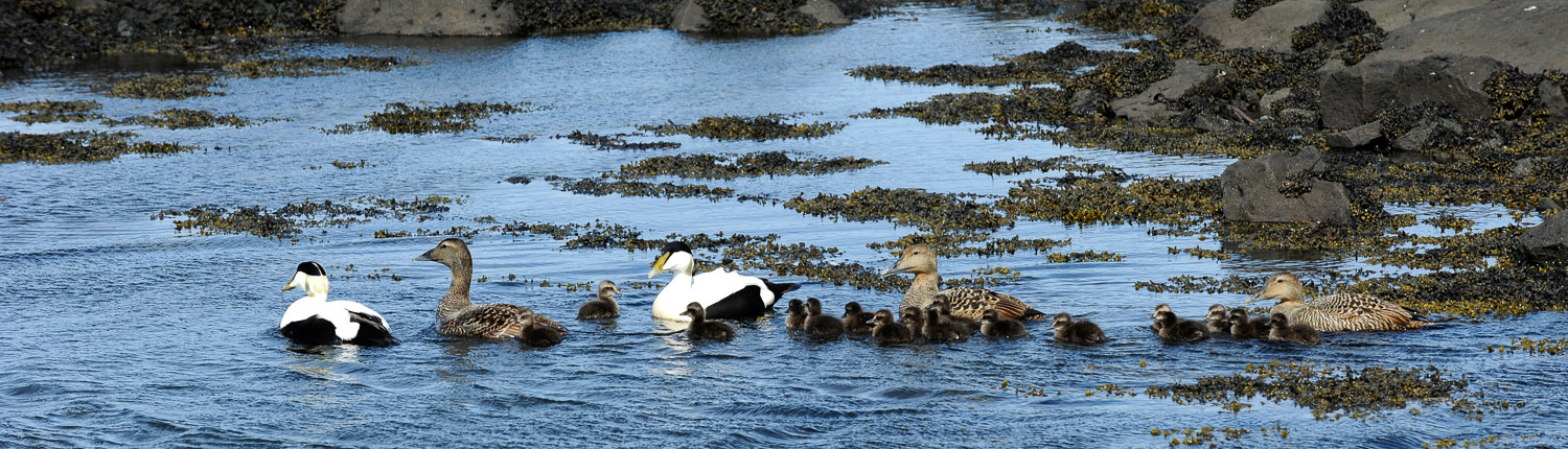 Aðalfundir tveggja ára hjá Æðarræktarfélagi Íslands