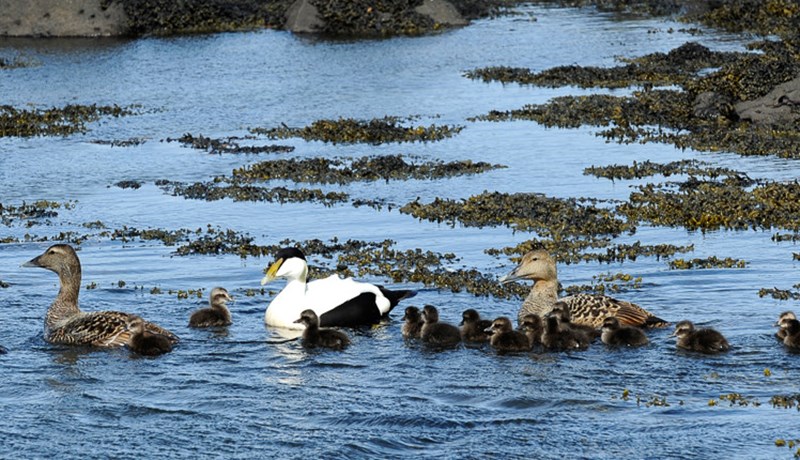 Aðalfundir tveggja ára hjá Æðarræktarfélagi Íslands